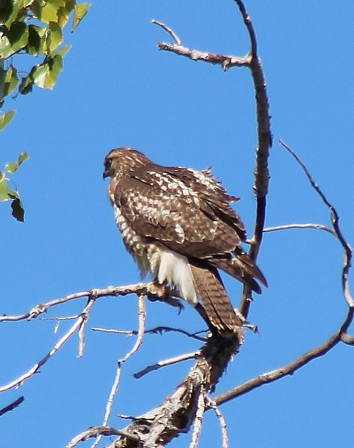 Red-tailed Hawk - ML71955921