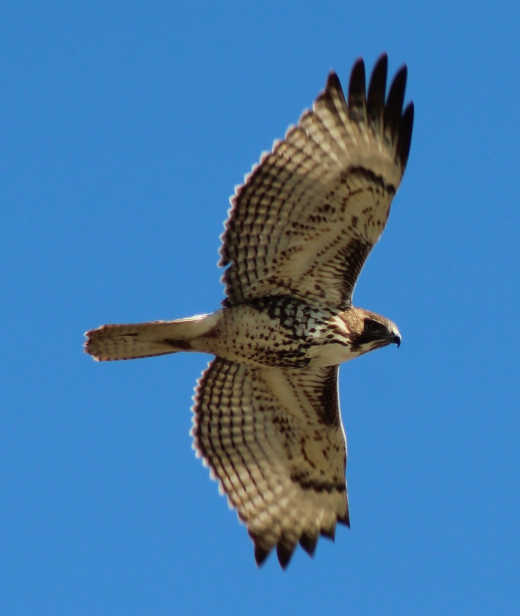 Red-tailed Hawk - ML71956111