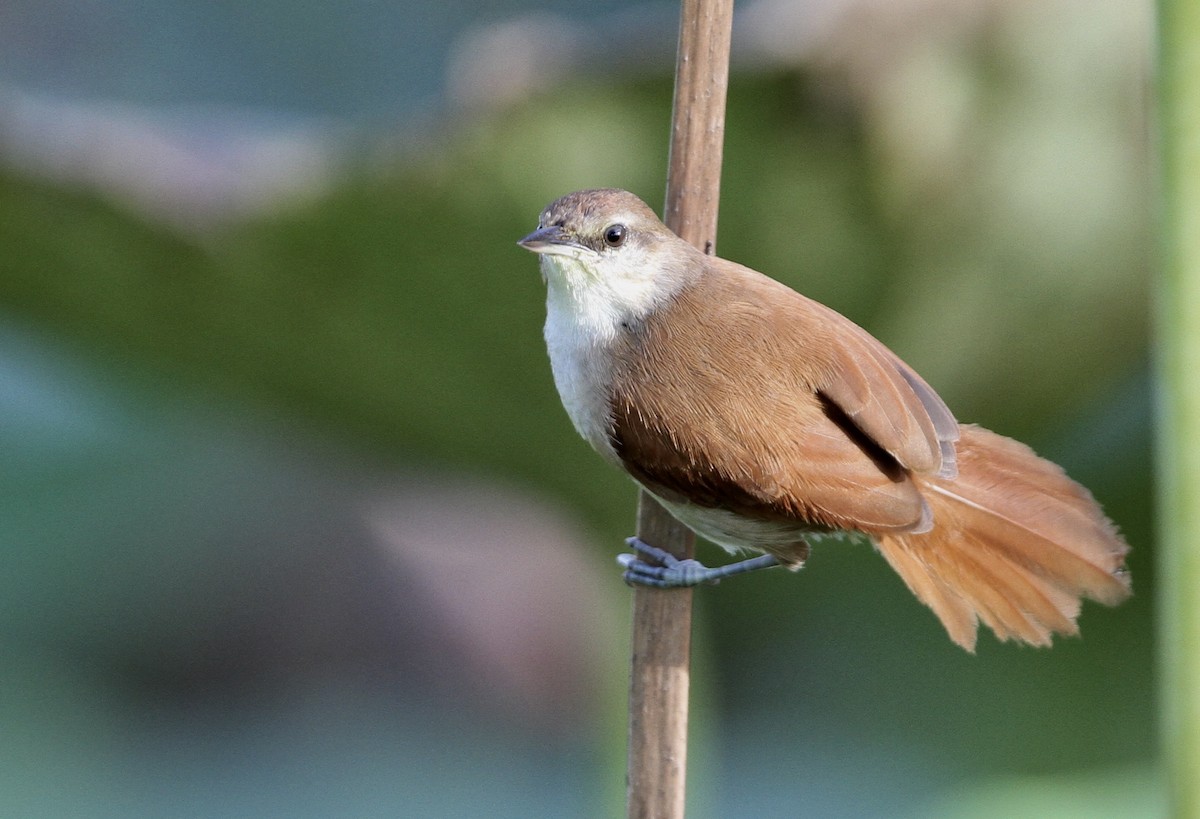Yellow-chinned Spinetail - ML71957781