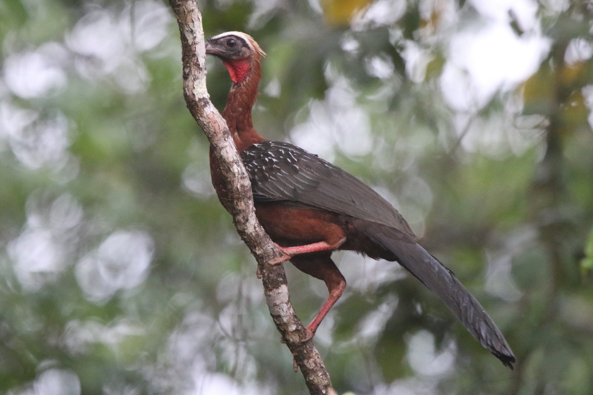 White-crested Guan - ML71959251