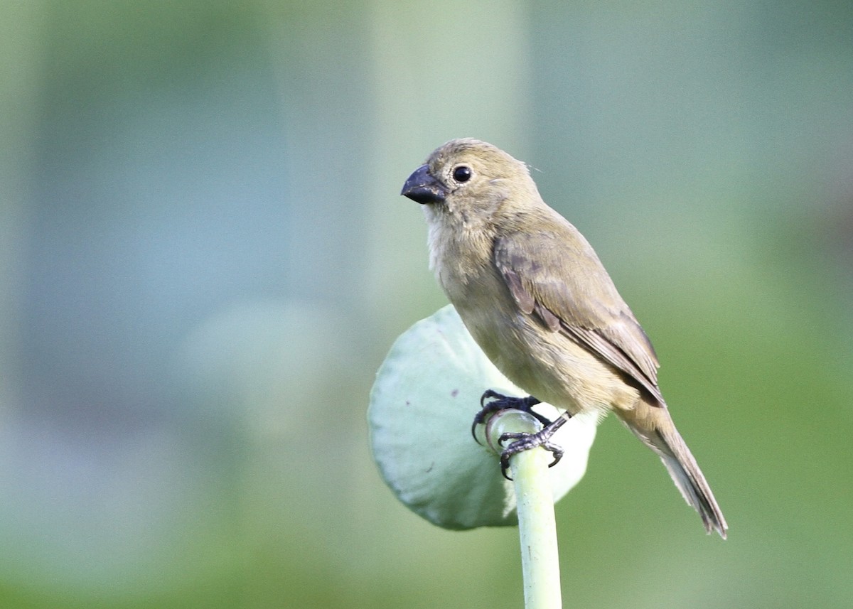 Wing-barred Seedeater - Alex Wiebe