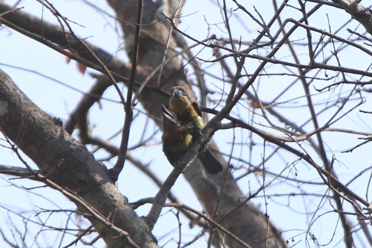 Brown-chested Barbet - ML71962321