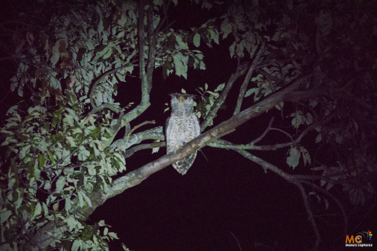 Spot-bellied Eagle-Owl - ML71962461