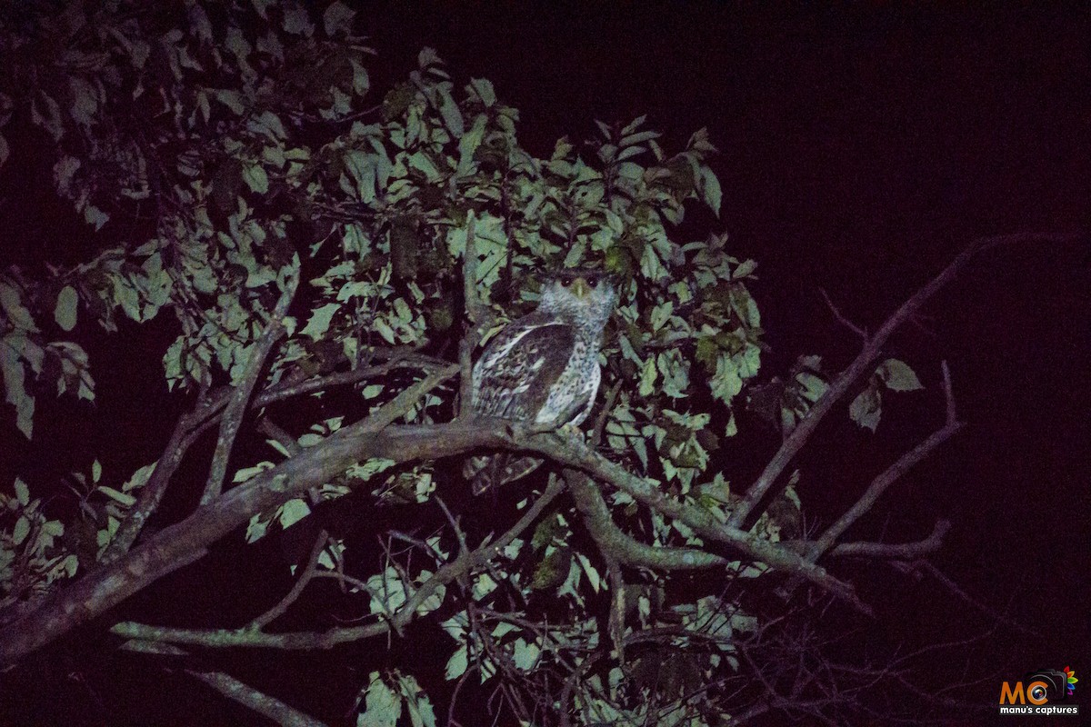 Spot-bellied Eagle-Owl - ML71962531