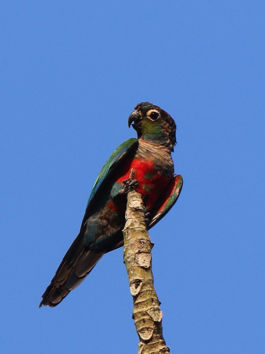 Crimson-bellied Parakeet - Ian Thompson