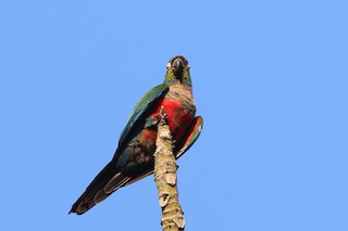  - Crimson-bellied Parakeet