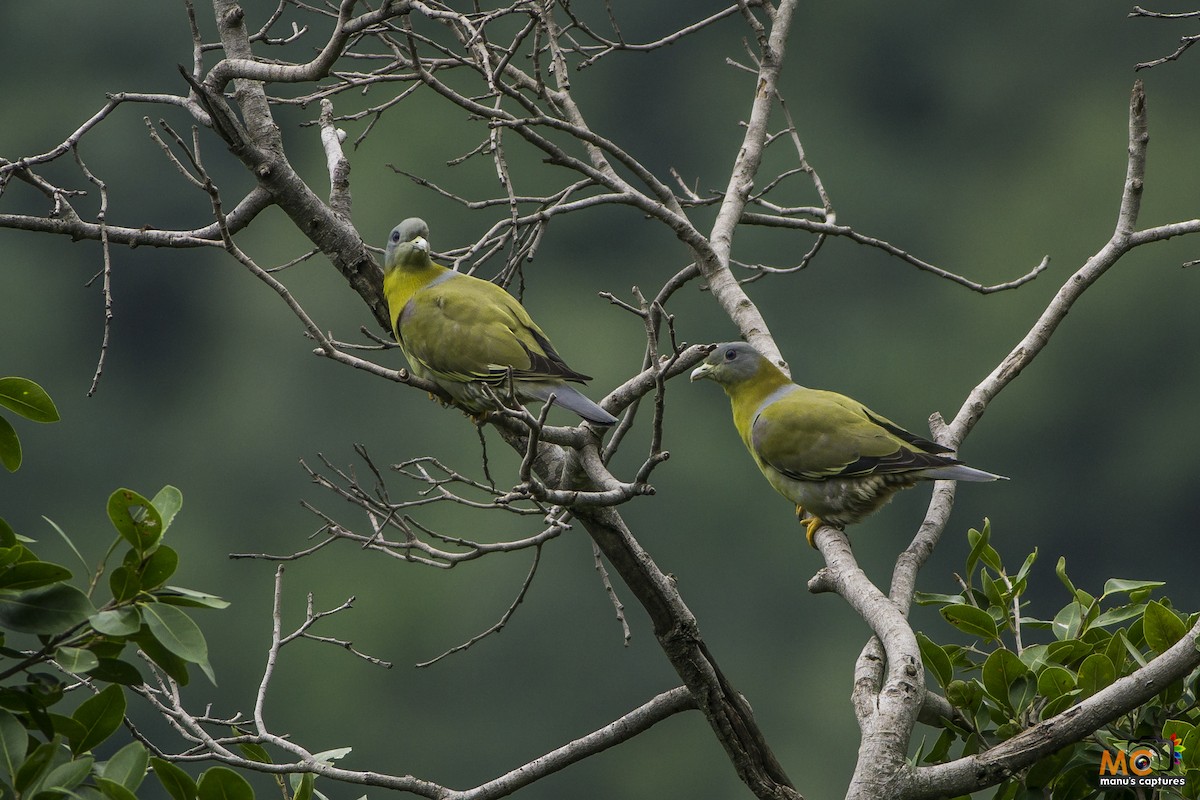 Yellow-footed Green-Pigeon - Manoj Kumar Vittapu