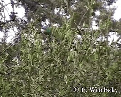 Blue-crowned Parakeet (Blue-headed) - ML719672