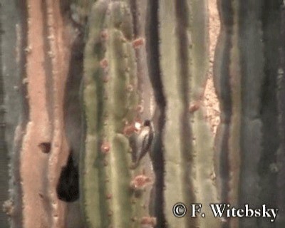 White-fronted Woodpecker - ML719680