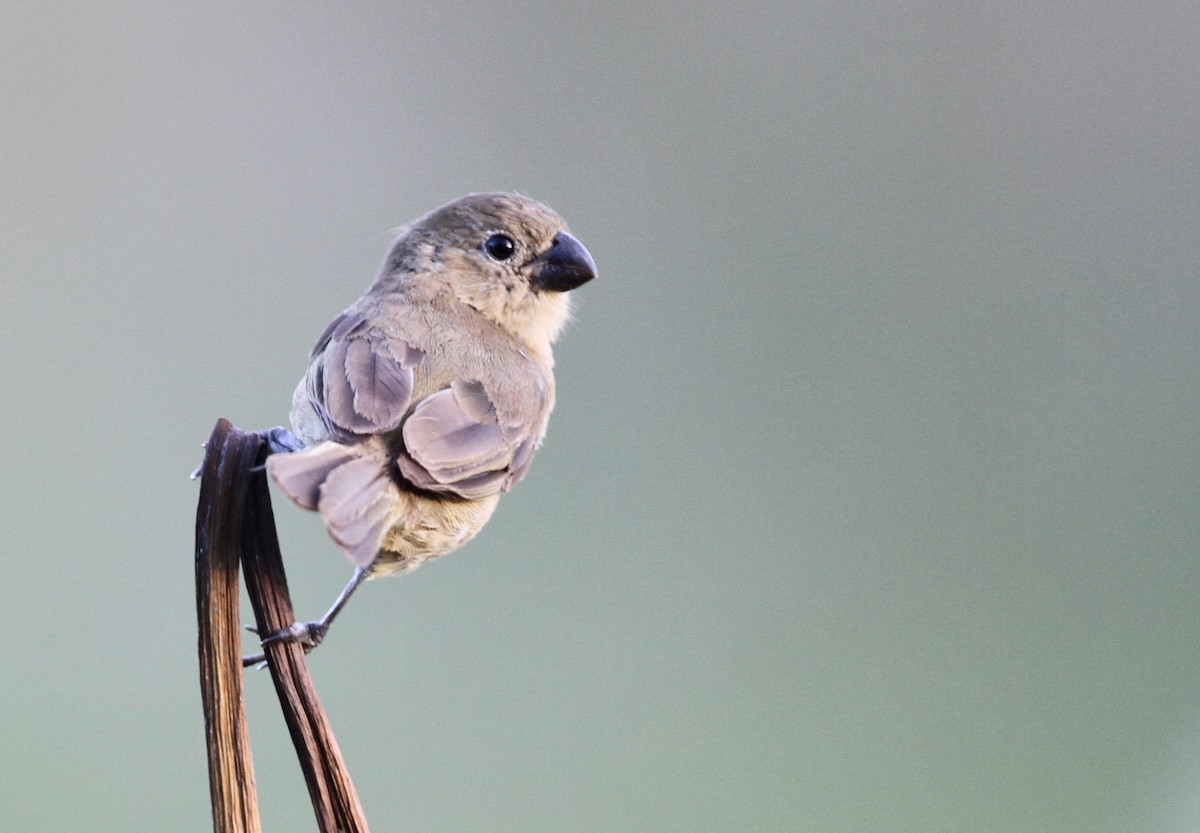 Wing-barred Seedeater - ML71968271
