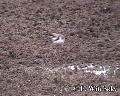 Collared Plover - ML719731