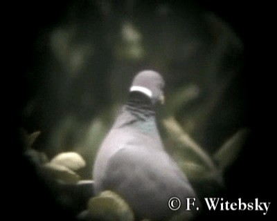 Band-tailed Pigeon (White-necked) - ML719732