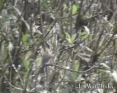 Brown-backed Chat-Tyrant - ML719738