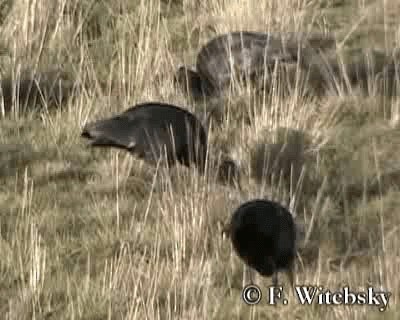 ibis andský - ML719752