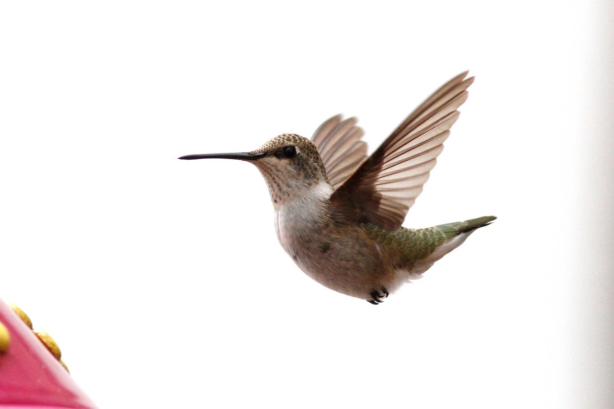 Black-chinned Hummingbird - ML71976021