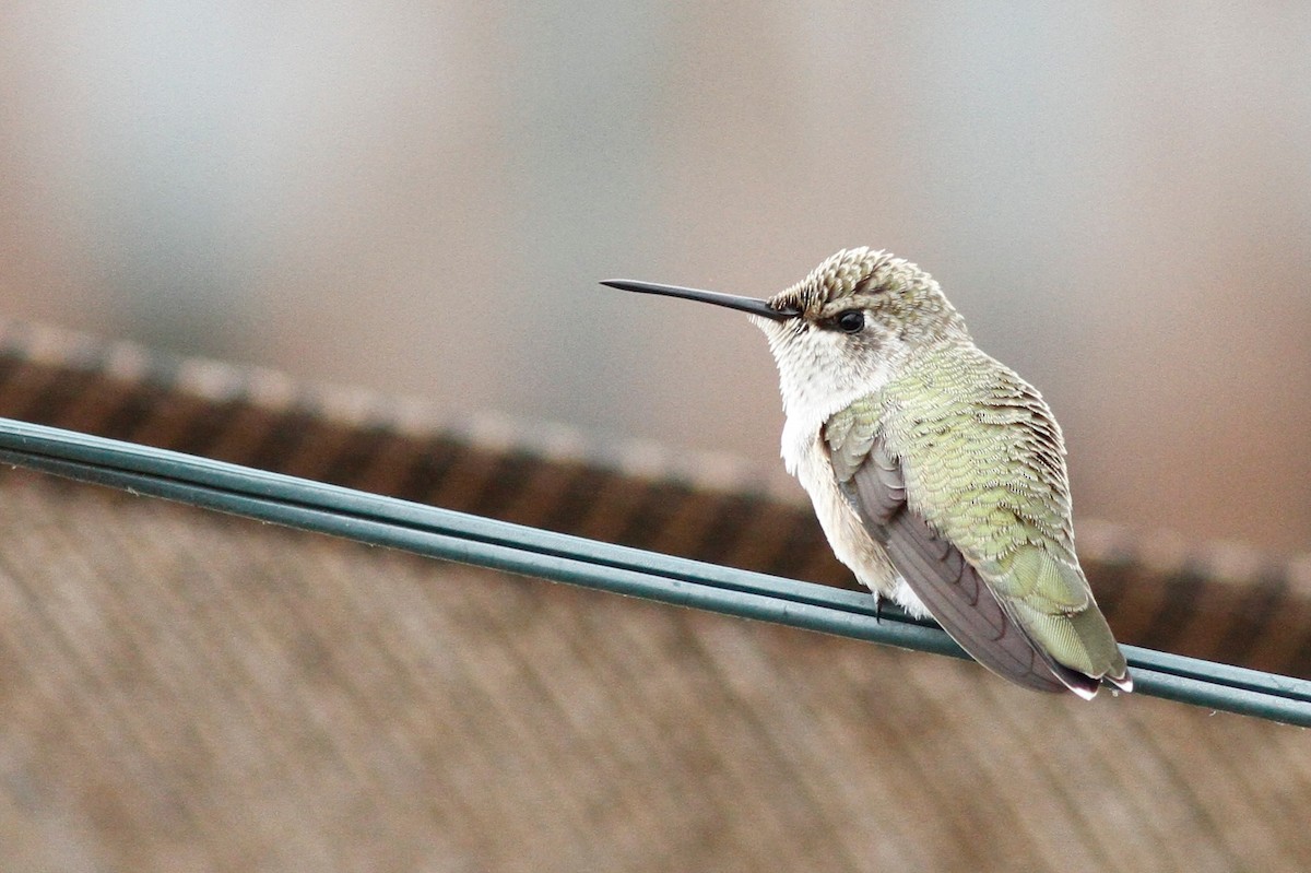 Costa's Hummingbird - ML71976121