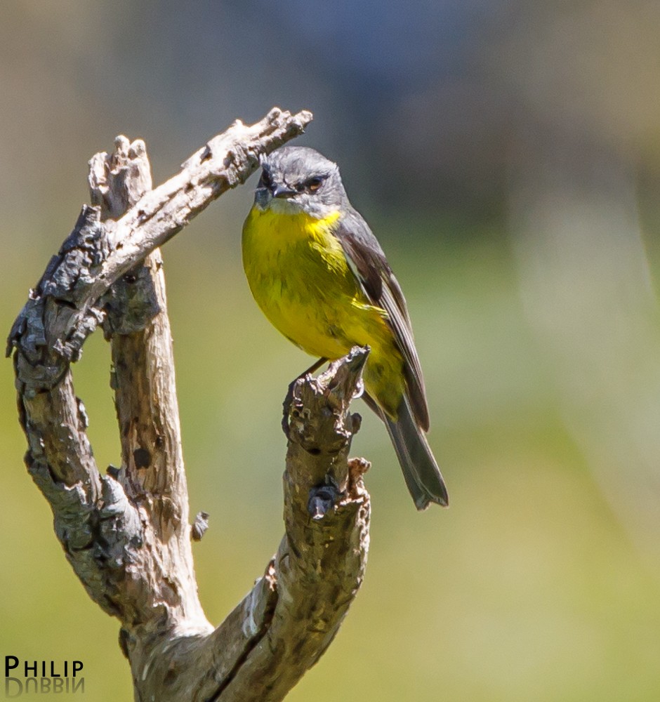 Eastern Yellow Robin - Philip Dubbin