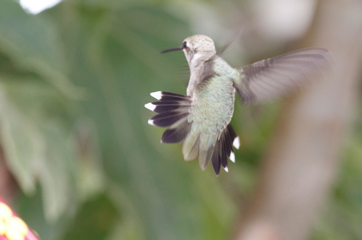 Black-chinned Hummingbird - ML71976251