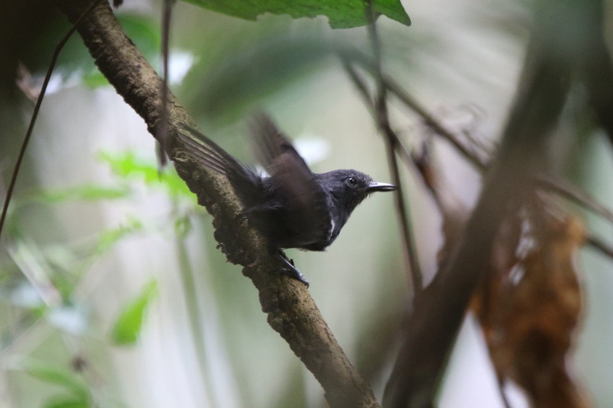 Blackish Antbird - ML71977211