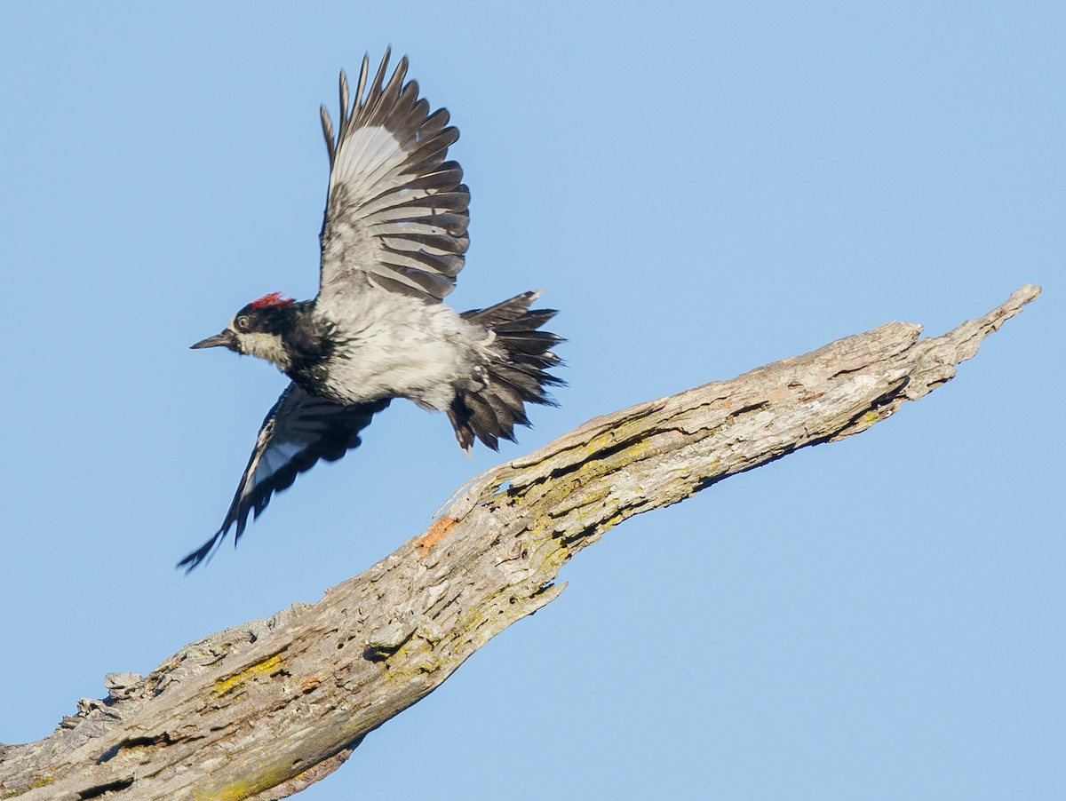 Acorn Woodpecker - Peter Hart