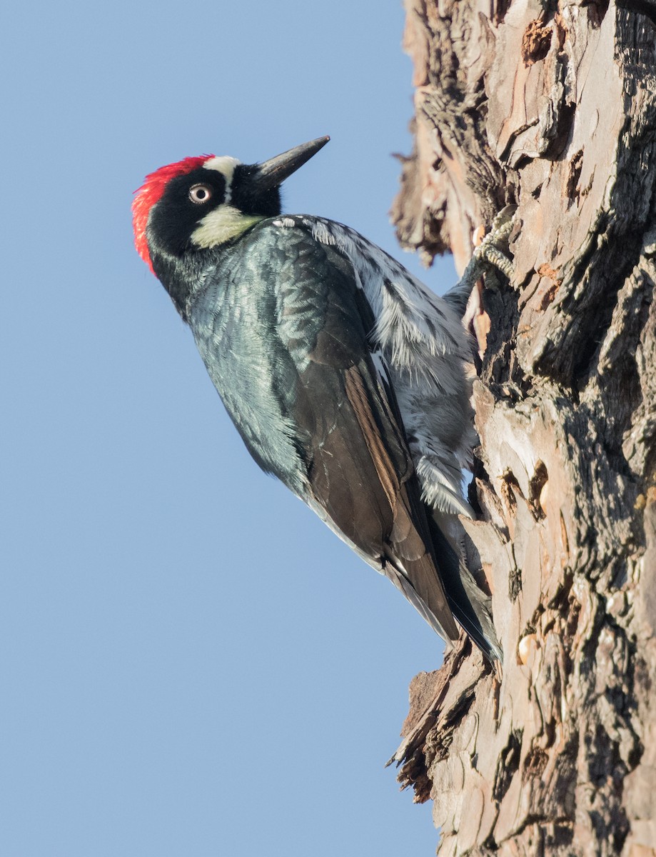 Acorn Woodpecker - ML71978961