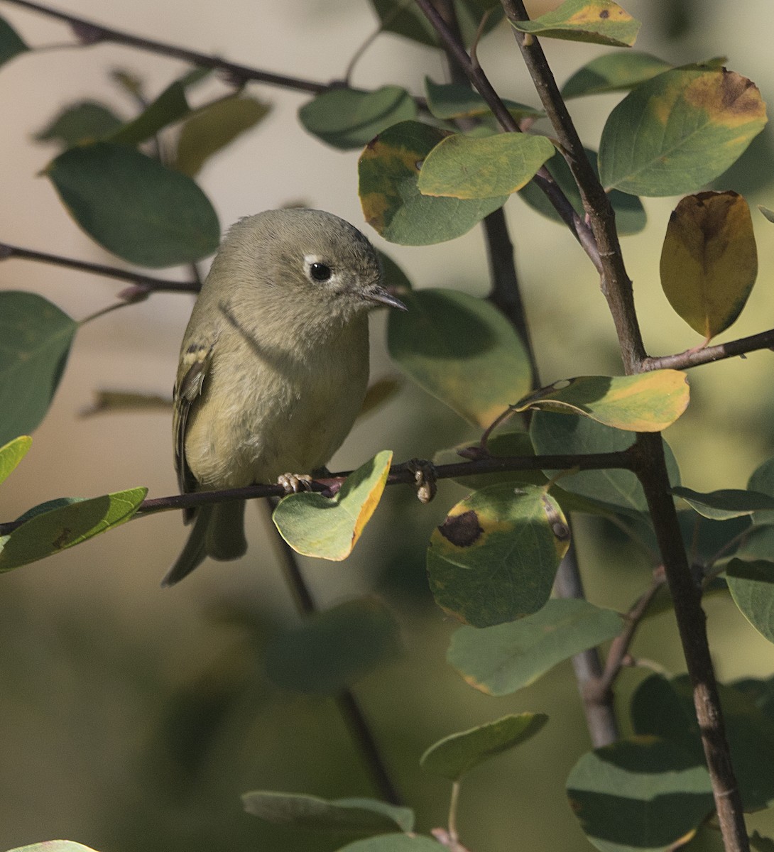 Ruby-crowned Kinglet - Terry  Hurst
