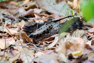  - Great Eared-Nightjar