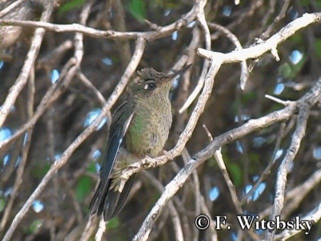 Green-backed Firecrown - ML719856