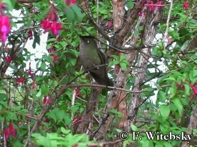 Green-backed Firecrown - ML719858