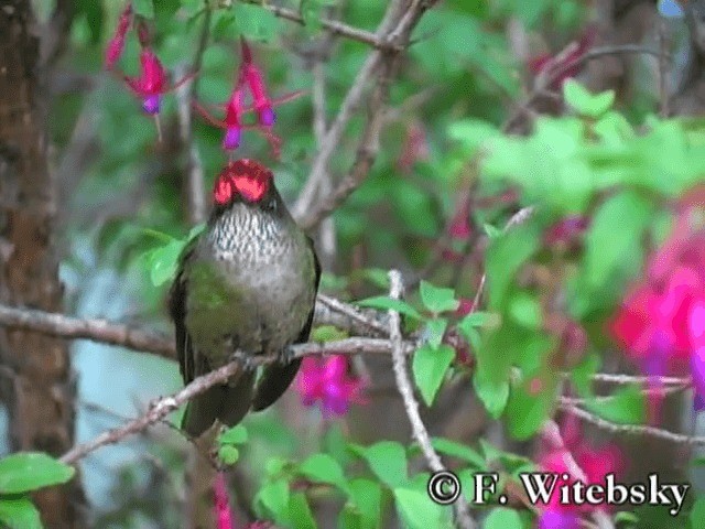 Green-backed Firecrown - ML719859