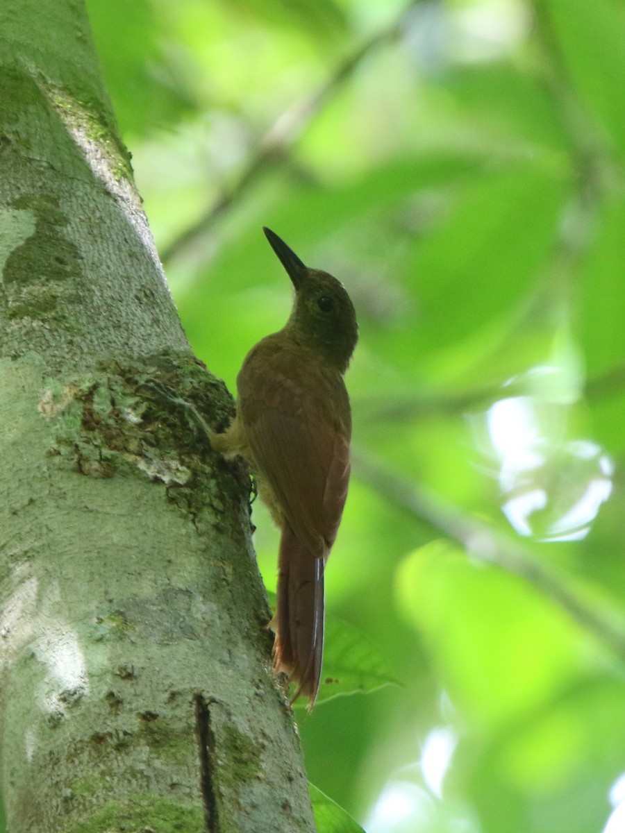 Amazonian Barred-Woodcreeper (Plain-colored) - ML71986251