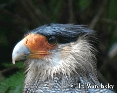 Crested Caracara (Southern) - ML719873