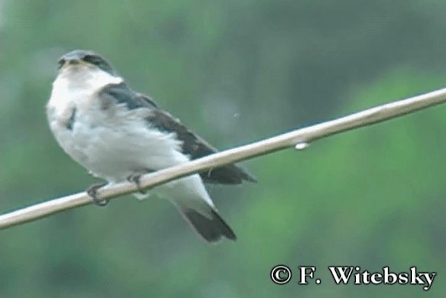 Chilean Swallow - ML719881