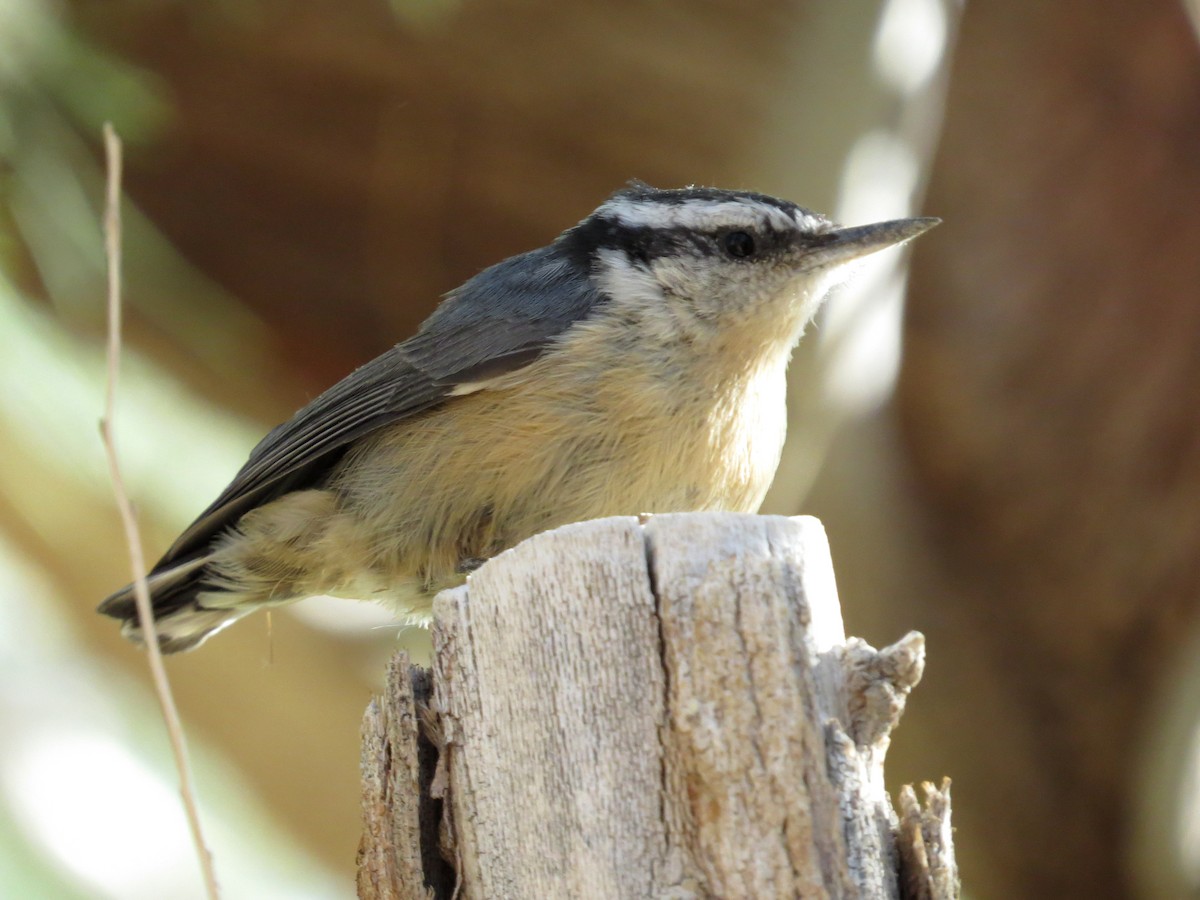 Red-breasted Nuthatch - Michael Woodruff