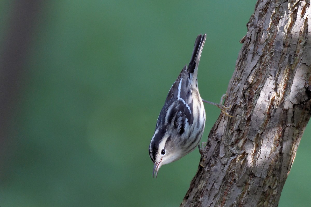 Black-and-white Warbler - ML71989051