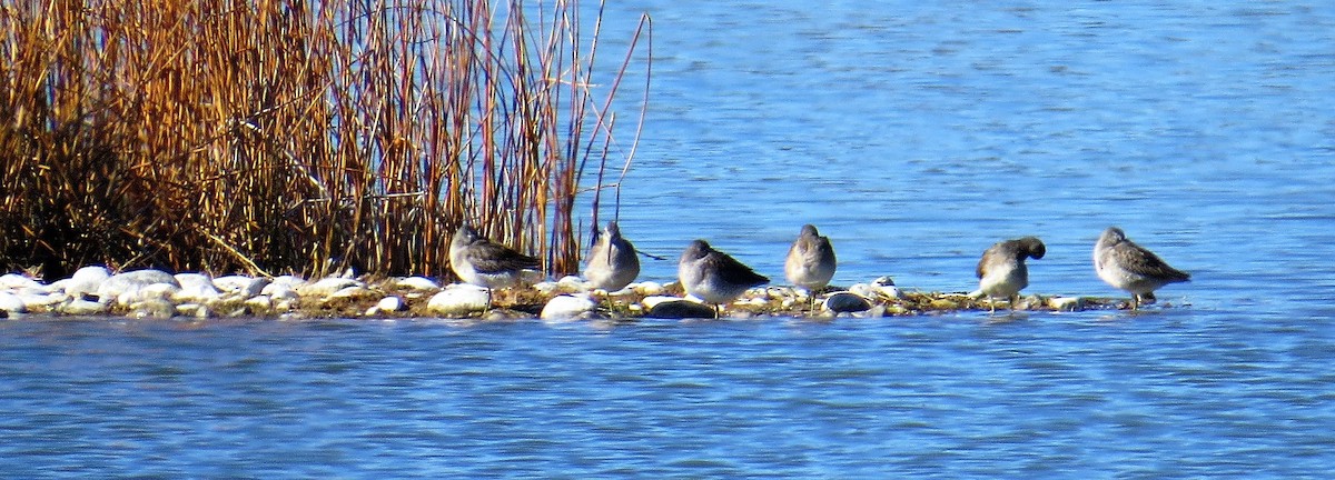 Long-billed Dowitcher - ML71989911