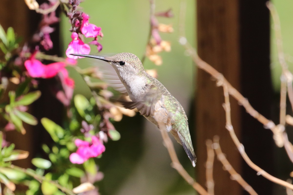 Black-chinned Hummingbird - Mark Chavez