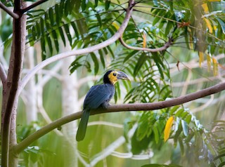  - Sulawesi Hornbill