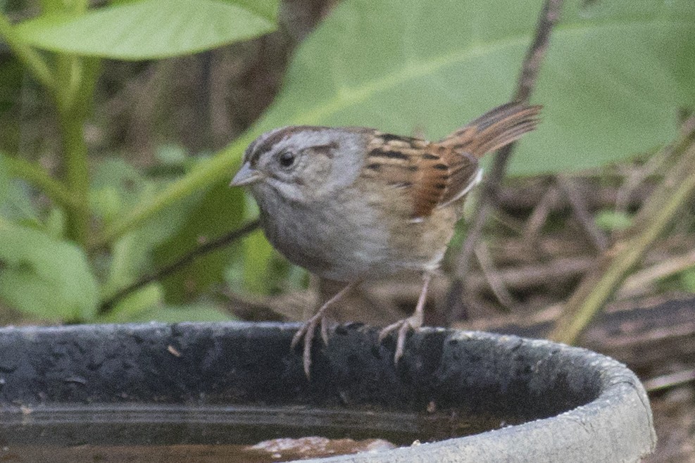 Swamp Sparrow - ML71994281