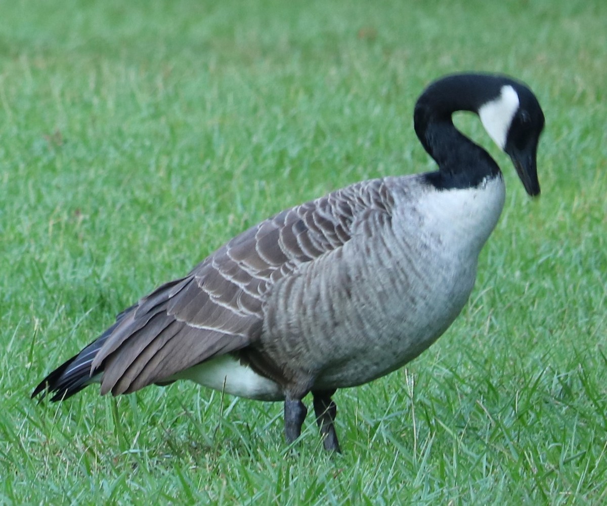 Canada Goose - Marcelle Praetorius