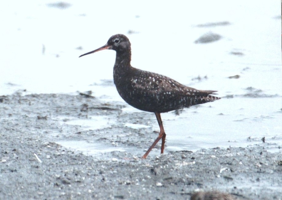Spotted Redshank - Kayo Roy