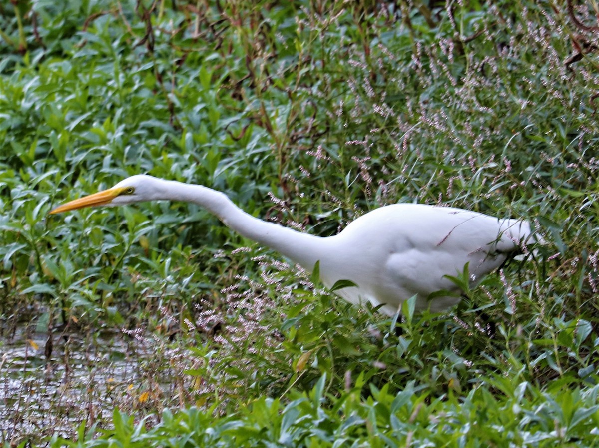 Great Egret - Marcelle Praetorius