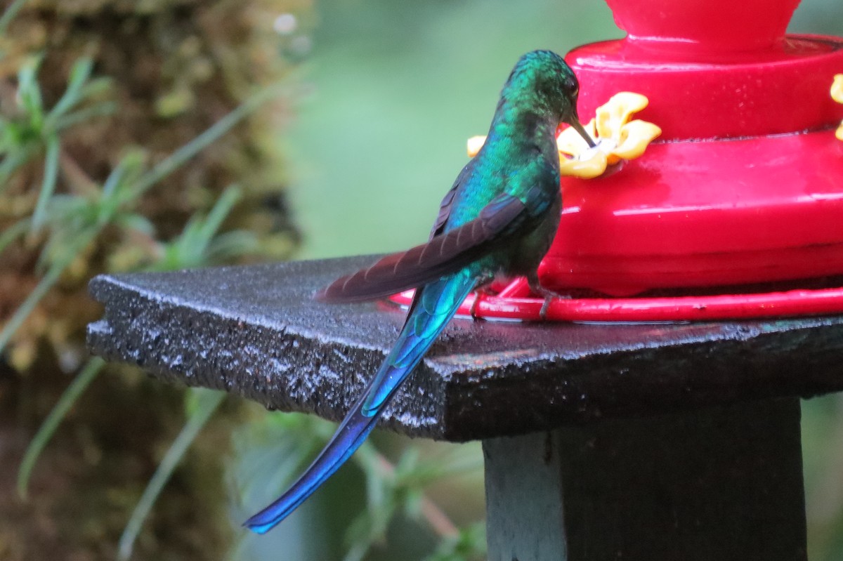 Long-tailed Sylph - ML71995451