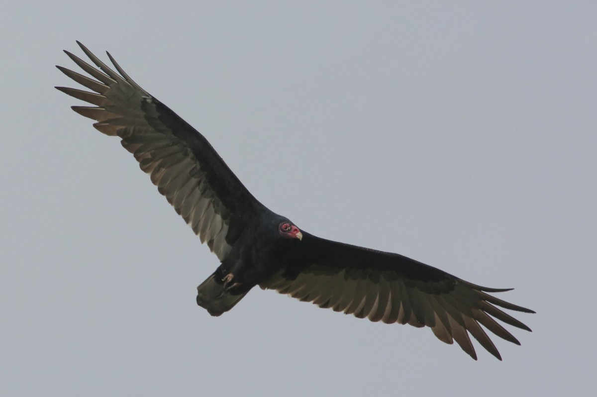 Turkey Vulture - Phil Kenny