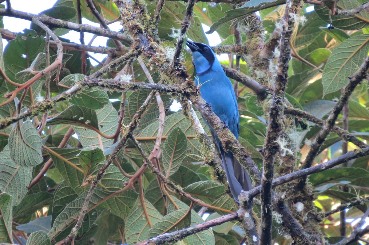 Turquoise Jay - Larry Schmahl