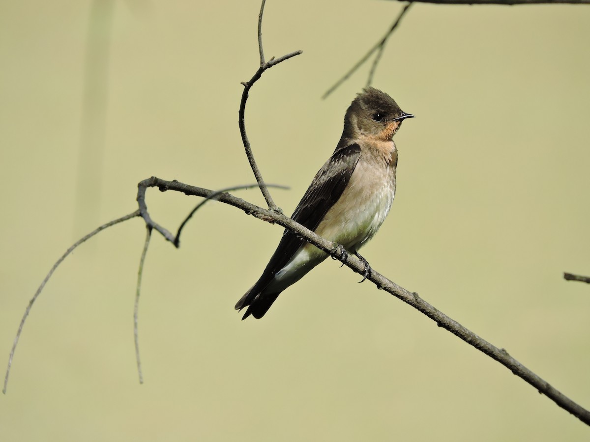 Southern Rough-winged Swallow - Vicky Bonifacio