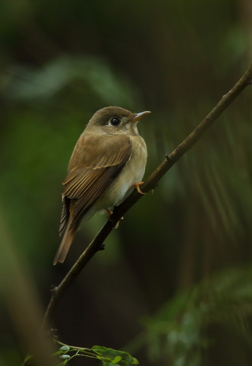 Brown-breasted Flycatcher - ML71998471