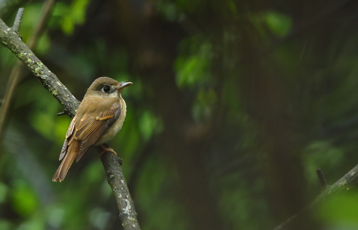 Brown-breasted Flycatcher - ML71998531