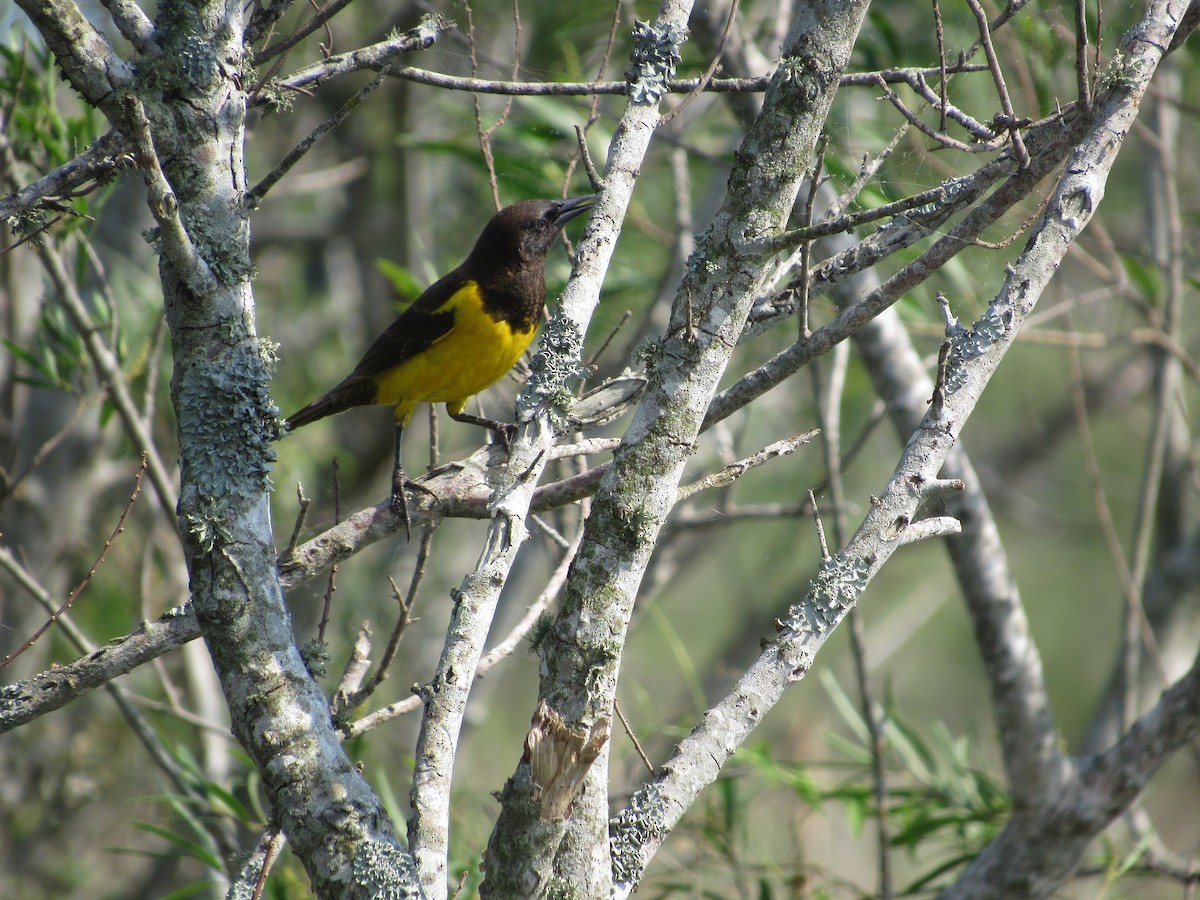 Yellow-rumped Marshbird - Javier Ubiría