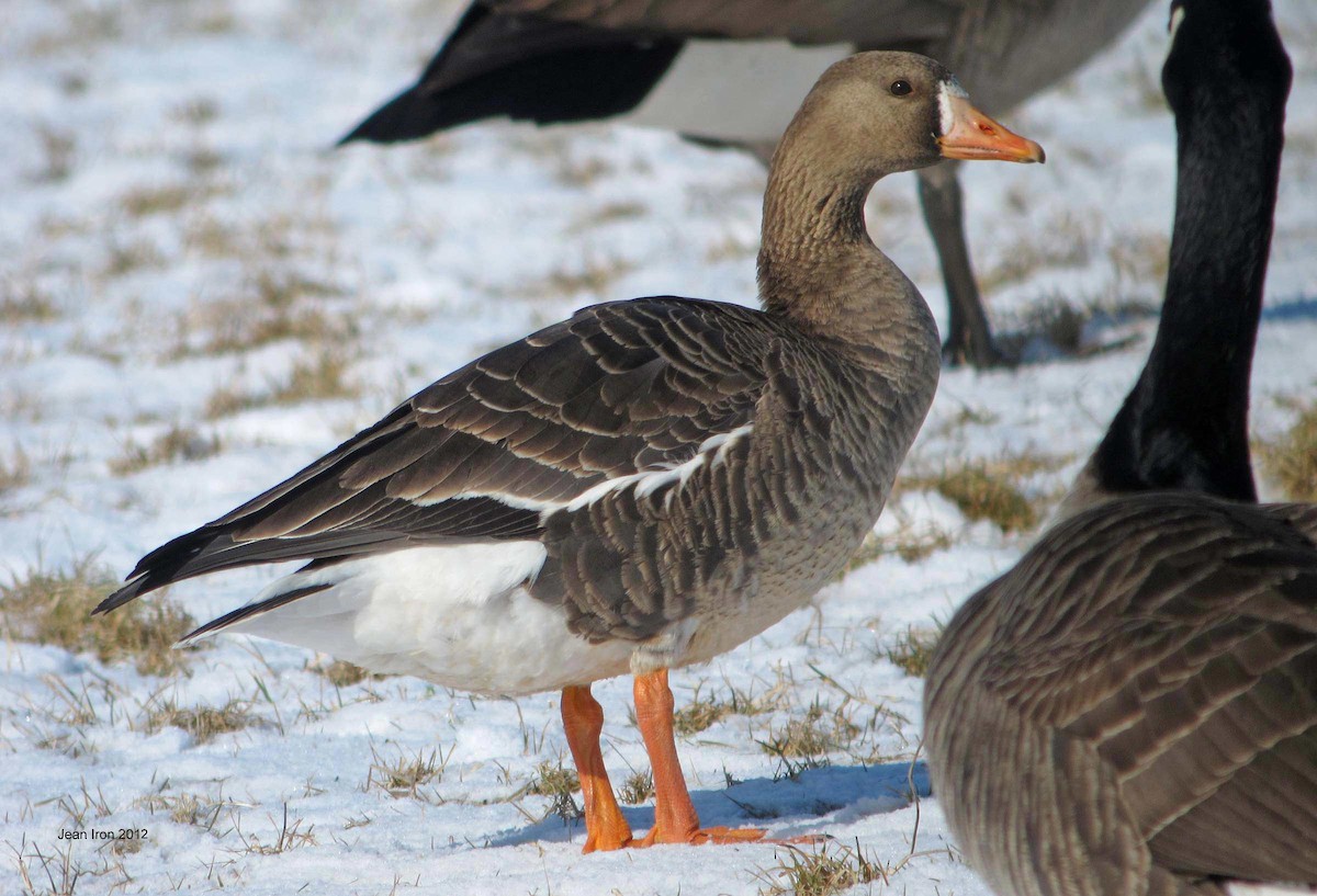 Greater White-fronted Goose - ML72000731